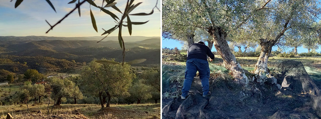 Olivenernte in Andalusien – Übersetzerin auf Reisen