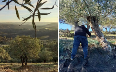 Olive harvest in Andalusia – Translator on the road